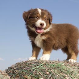 Cowgirl - Red tri-color female Miniature American Shepherd puppy in Godley, Texas from Bradley Kennels