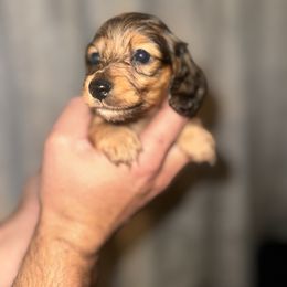Onyx - Red male Dachshund puppy in Conway, Missouri from Ozark Mountain Kennel