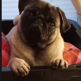 Cookie - Pug
