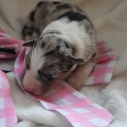 Girl 1 - female Border Collie puppy in Mckinney, Texas from Border Collies of Ruidoso