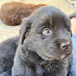 Girl 2 - Black female Newfoundland puppy in Nacogdoches, Texas from Pete’s Newfies