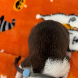 Daniel - Black brindle and white male Boston Terrier puppy in Johnstown, Colorado from R&M Bostons