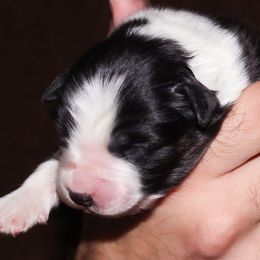 Grace - Black tri-color female Australian Shepherd puppy in Belton, Texas from Brilliant Beautiful Australian Shepherds