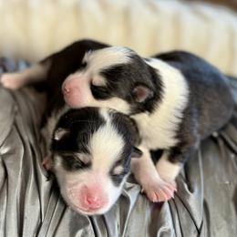 Pomsky puppies from Northern Blue Pomskies