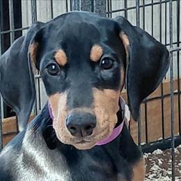 Party Favor - Black and rust female Doberman Pinscher puppy in Valley View, Texas from Daystar Dobermans