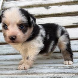 Barista - Blue merle female Miniature Australian Shepherd puppy in Licking, Missouri from Burnett Aussies