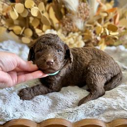 Brownie- Teal Collar - Chocolate female Goldendoodle puppy in Bay City, Texas from Charming Doods Goldendoodles