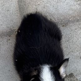 Cookie - Black and tan female Pembroke Welsh Corgi puppy in Sanford, Michigan from Tambali Pembroke Welsh Corgis
