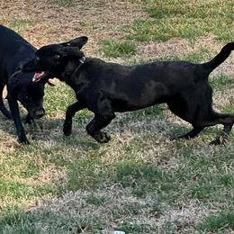 Donna Leigh - Labrador Retriever