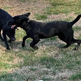Donna Leigh - Labrador Retriever