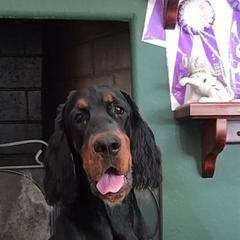 Gordon Setters from Sun-sett Gordon Setters