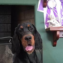 Gordon Setters from Sun-sett Gordon Setters