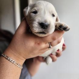 White - Golden female Golden Retriever puppy in Lucasville, Ohio from Halo Kennels