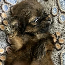 MB4 FLORIDA AKC MULTI CHAMPION ANCESTRY - Red male Lhasa Apso puppy in Bell, Florida from Maryann & Kandis