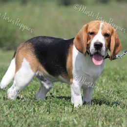 Kodi - Black tan and white Beagle puppy in Lamar, Missouri from Marti Acres ~ Boston Terrier & Beagles