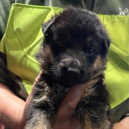 Boy 4 - Black and red male German Shepherd puppy in Londonderry, New Hampshire from Rusak Shepherds / Wiley Hill Shepherds