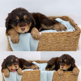 Aussiedoodle Puppies from Silva Ranch Doodles