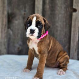 Princess - Fawn female Boxer puppy in Preston, Maryland from Katie's Pups