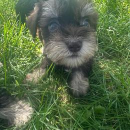 Girl 2 - Liver female Miniature Schnauzer puppy in West Point, Nebraska from Canyon Rose Schnauzers