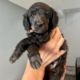 Orange Boy - Silver male Poodle puppy in East Wenatchee, Washington from Stylish Standards