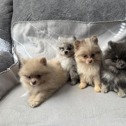 Pomeranian Puppies from Prancing Poms