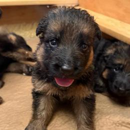 Green Collar Longcoat - Black and red male German Shepherd puppy in Micanopy, Florida from Von Bourbon Shepherds