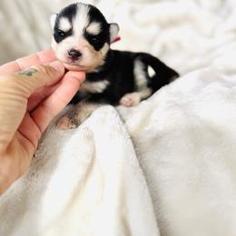 Pawndi - Black and white female Pomsky puppy in Yavapai County, Arizona from Pawsh Pomskies