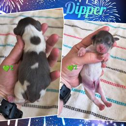 Dipper - Blue and cream male Dachshund puppy in Grove, Oklahoma from Dachs on the lake
