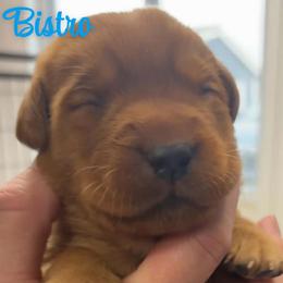 Bistro - Yellow male Labrador Retriever puppy in Sidney, Nebraska from Nebraska Strong Labradors