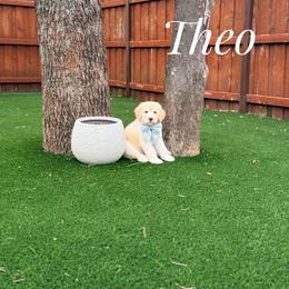 Theo - Cream male Goldendoodle puppy in Dallas County, Texas from Dream A Little Doodle