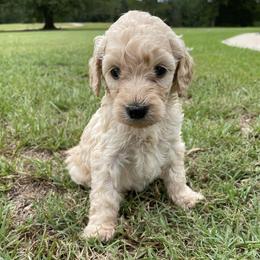 Goldendoodles from Magnolia Poodles and Doodles