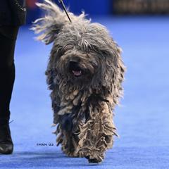 Faunus - Bergamasco Sheepdog