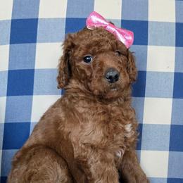 Pippa - Red  female Goldendoodle puppy in Galt, Missouri from Only Doodles!