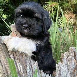 ADOPTED - male Lhasa Apso puppy in Bell, Florida from Maryann & Kandis