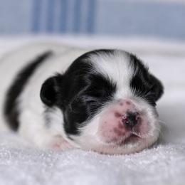 Mesa - Black and white male Shih Tzu puppy in Montrose, Colorado from Nana's Happy Pups