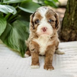 Honey - Merle female Cavapoo puppy in Sharpsburg, Georgia from Steindoodles