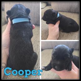 Cooper - Black and white male Siberian Husky puppy in Wheeler, Michigan from Haase Family Kennels