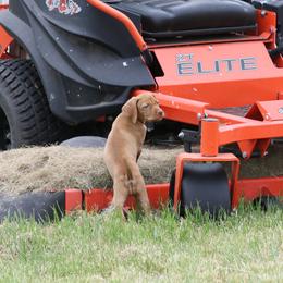 Girl 4 - Golden rust female Vizsla puppy in Albany, Texas from Big Country Kennels