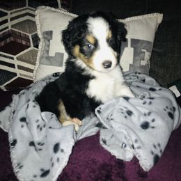 Australian Shepherd Puppies from Topaz Aussie’s
