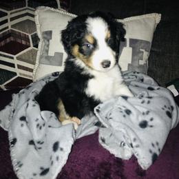 Australian Shepherd Puppies from Topaz Aussie’s