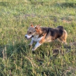 Summer - Pembroke Welsh Corgi