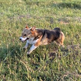 Summer - Pembroke Welsh Corgi
