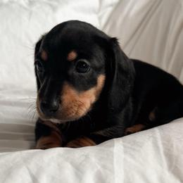 Havie - Black and tan female Dachshund puppy in San Diego, California from Enchanted little dachshunds