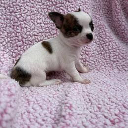 Leo - Chocolate sabled fawn male Chihuahua puppy in Mattoon, Illinois from Lexi’s Babies