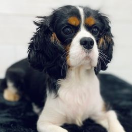Brook - Cavalier King Charles Spaniel