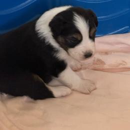 Boy 2 - Black tri-color male Australian Shepherd puppy in Rosamond, California from Fly by Nite Australian Shepherds