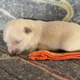 Aegea - White female Coton de Tulear puppy in Rubicon, Wisconsin from Darryl's Cotons de Tulear
