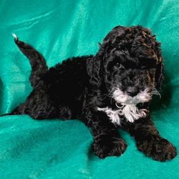 Buzz - Black male Goldendoodle puppy in Peoria,  Az, Arizona from Not Just "Golden" Doodles