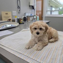 Muffin - Cream female Maltipoo puppy in Washington from Mt.BakerPoodles&Doodles