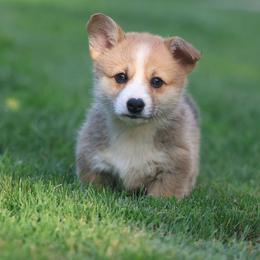 Vanja - Red female Pembroke Welsh Corgi puppy in Morgantown, Pennsylvania from Goldstar Puppies (License Number 18519)
